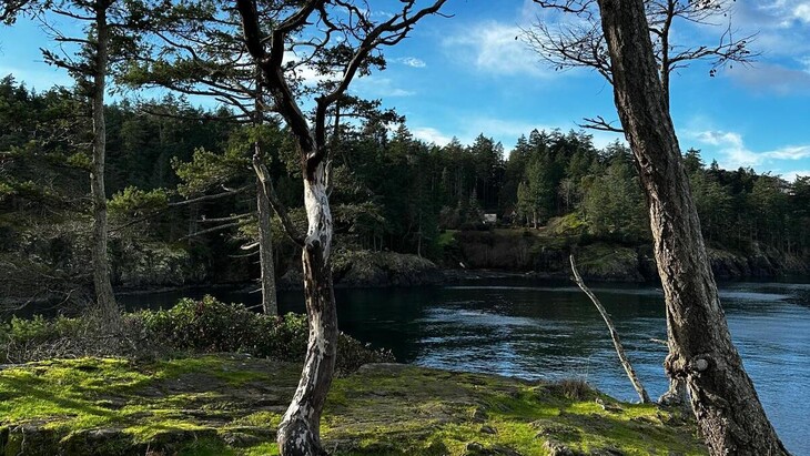Felsige Küstenlandschaft mit moosbedecktem Boden im Vordergrund, zwei knorrigen Bäumen vor blauem Himmel und Blick auf ein ruhiges, dunkles Wasser mit bewaldetem Ufer im Hintergrund.