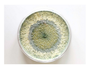 Eine Petrischale mit deutlichem kreisförmigen Pilzaufwuchs