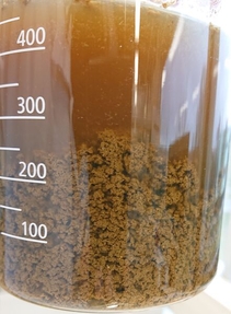 Ein Becherglas mit bräunlicher Flüssigkeit und erkennbar abgesetzen Feststoffen