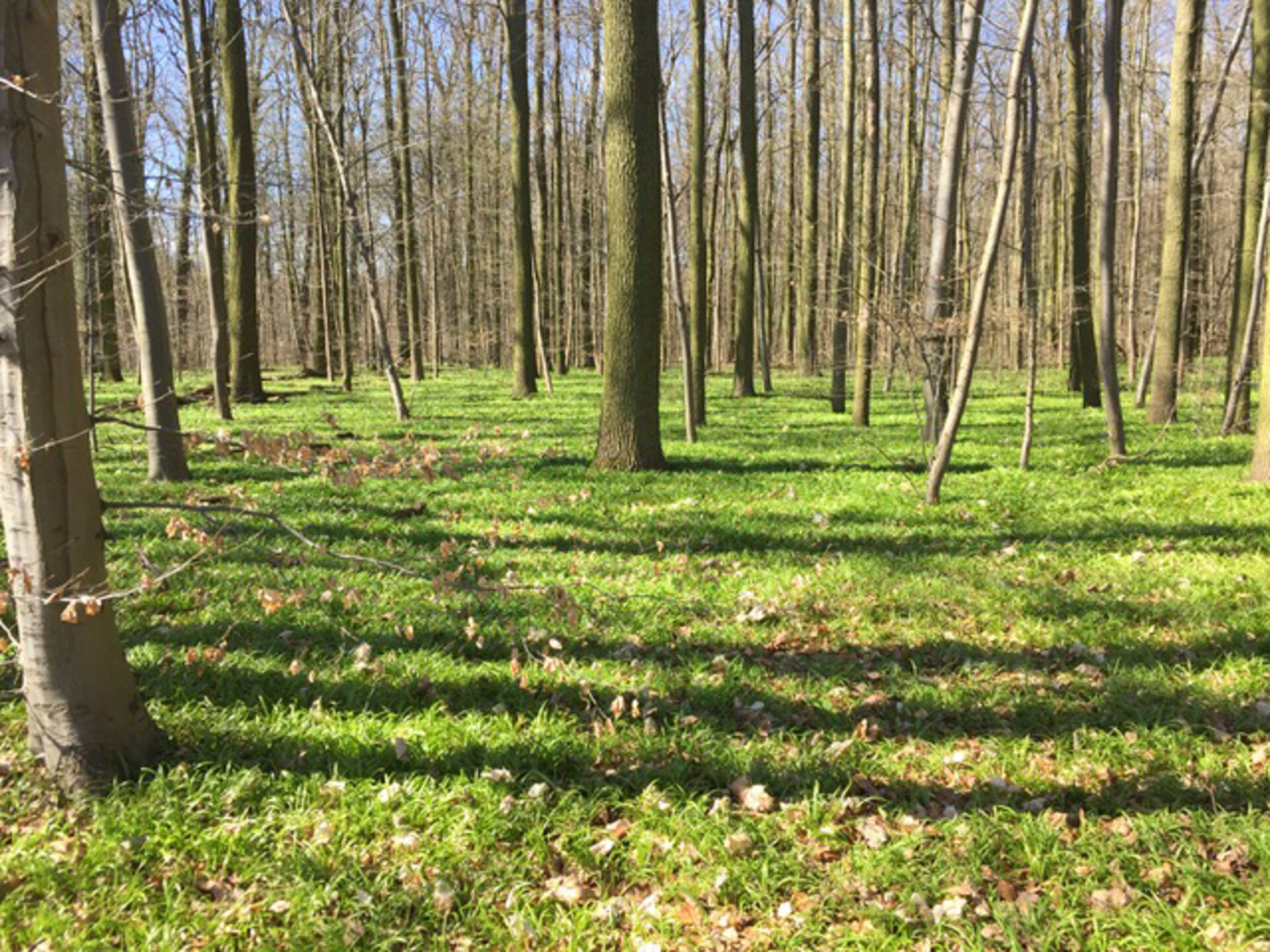 Hintergrund Bild