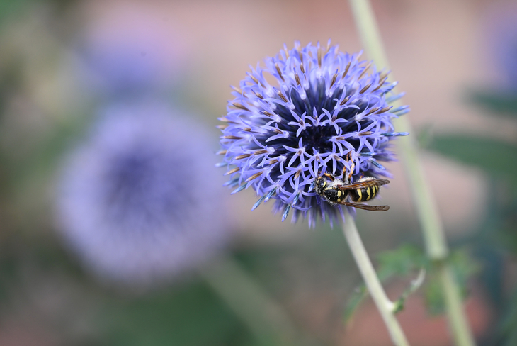 Eine Faltenwespe an einer Distelblüte. Foto: Petra Schneider