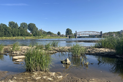 Blick vom Domfelsen auf die Elbe in Magdeburg, Sommer 2025. Foto: Norbert Doktor