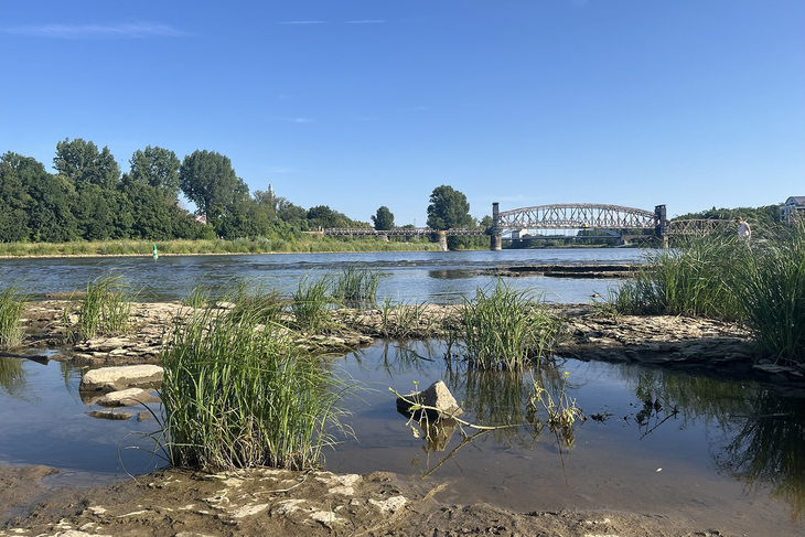 Blick vom Domfelsen auf die Elbe in Magdeburg, Sommer 2025. Foto: Norbert Doktor
